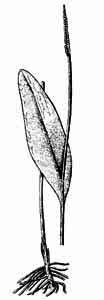 Ophioglossaceae Ophioglossum vulgatum L. 