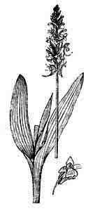 Orchidaceae Gymnadenia conopsea (L.) R. Br. 
