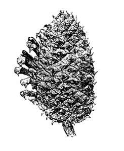 Pinaceae Pinus rigida P. Mill. 