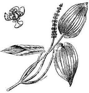 Potamogetonaceae Potamogeton natans L. 