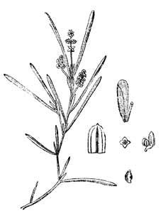 Potamogetonaceae Potamogeton obtusifolius Mert. et W.D.J. Koch 