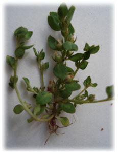 Primulaceae Centunculus minimus L. 