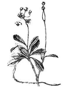 Pyrolaceae Chimaphila umbellata (L.) W. Barton 