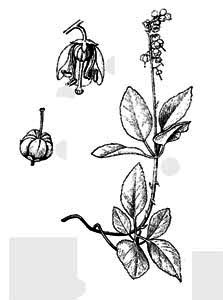 Pyrolaceae Orthilia secunda (L.) House 