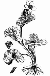 Ranunculaceae Caltha palustris L. 