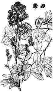 Ranunculaceae Thalictrum flavum L. 