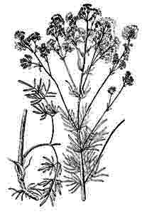 Ranunculaceae Thalictrum lucidum L. 