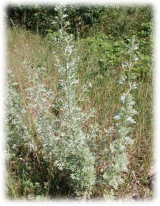 Asteraceae Artemisia absinthium L. 