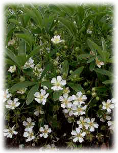 Rosaceae Potentilla alba L. 