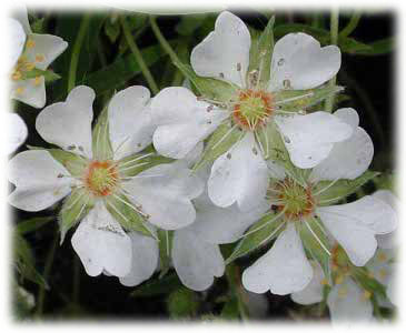 Rosaceae Potentilla alba L. 