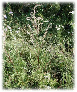 Asteraceae Artemisia vulgaris L. 