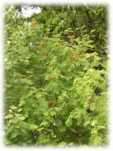 Rosaceae Sorbus aucuparia L. 