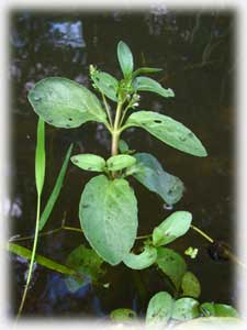 Scrophulariaceae Veronica beccabunga L. 