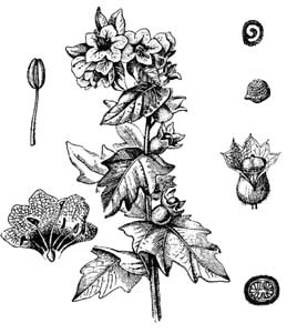 Solanaceae Hyoscyamus niger L. 