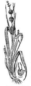 Sparganiaceae Sparganium emersum Rehm. 