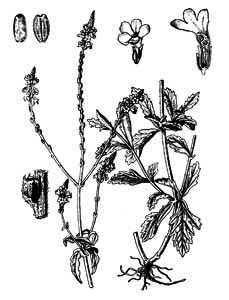 Verbenaceae Verbena officinalis L. 