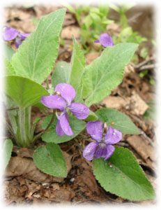 Violaceae Viola canina L. 
