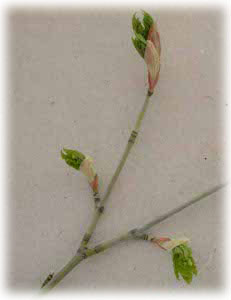 Aceraceae Acer tegmentosum Maxim. 