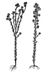Asteraceae Filago arvensis L. 