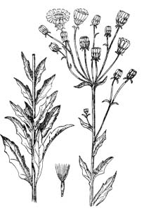 Asteraceae Hieracium umbellatum L. 