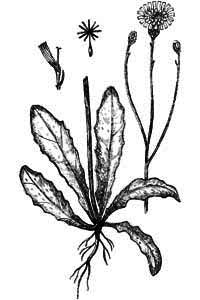 Asteraceae Hypochoeris radicata L. 