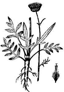 Asteraceae Jurinea cyanoides (L.) Reichenb. 