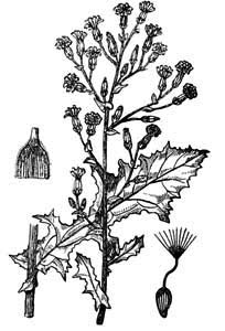 Asteraceae Lactuca serriola L. 