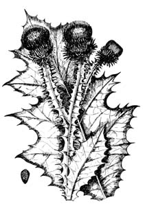Asteraceae Onopordum acanthium L. 