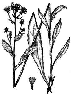 Asteraceae Picris hieracioides L. 
