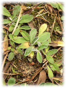 Asteraceae Pilosella officinarum F. Schultz et Sch. Bip. 